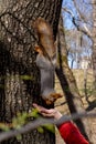 Fluffy squirrel held by claws on a tree and eating nuts from young boy hand in a resort park, sunny day, the city of Yessentuki,