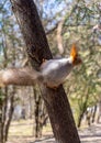 Fluffy squirrel held by claws on a tree in a resort park and looking forward, sunny day, the city of Yessentuki