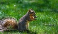 Fluffy squirrel holding, eating a nut, peanut. Green grass background