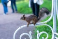 A fluffy squirrel holds a nut in its paws and eats. Royalty Free Stock Photo