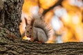 Fluffy squirrel on an oak tree on an autumn background