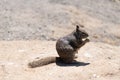 Fluffy squirrel rodent omnivorous animal eat sitting on ground, ground-squirrel