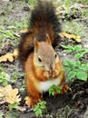 Fluffy squirrel sits on ground and biting nut. Royalty Free Stock Photo