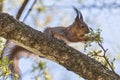 Fluffy squirrel with spring maple tree flowers