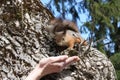 Squirrel sits on a birch tree and looks at the palm of a man Royalty Free Stock Photo