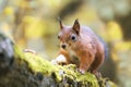 fluffy squirrel walking in the woods and collecting mushrooms and nuts Royalty Free Stock Photo