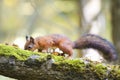 Fluffy squirrel walking in the woods and collecting mushrooms and nuts Royalty Free Stock Photo