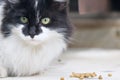 Fluffy stray cat eating dry cat food
