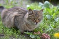 Fluffy stray cat eats outdoors