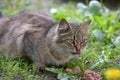 Fluffy stray cat eats outdoors