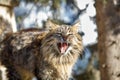 Fluffy stray cat meows on the street Royalty Free Stock Photo