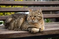 A fluffy street cat lies on a wooden bench in the park. Royalty Free Stock Photo