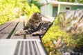 Fluffy street cat sitting on a bench with laptop computer tree reflections outdoors in summer garden Royalty Free Stock Photo