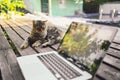 Fluffy street cat sitting on a bench with laptop computer tree reflections outdoors in summer garden Royalty Free Stock Photo