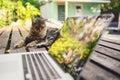Fluffy street cat sitting on a bench with laptop computer tree reflections outdoors in summer garden Royalty Free Stock Photo