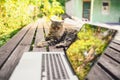 Fluffy street cat sitting on a bench with laptop computer tree reflections outdoors in summer garden Royalty Free Stock Photo