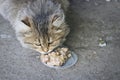 The fluffy street kitten eats food brought by compassionate people.