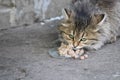 The fluffy street kitten eats food brought by compassionate people. Taking care of homeless animals