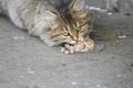 The fluffy street kitten eats food brought by compassionate people.