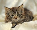 Fluffy striped alert kitten on a light background Royalty Free Stock Photo