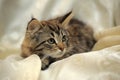 Fluffy striped alert kitten on a light background