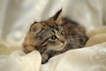 Fluffy striped alert kitten on a light background Royalty Free Stock Photo