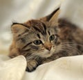 Fluffy striped alert kitten on a light background Royalty Free Stock Photo