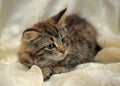 Fluffy striped alert kitten on a light background Royalty Free Stock Photo