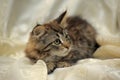 Fluffy striped alert kitten on a light background