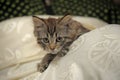 Fluffy striped alert kitten on a light background Royalty Free Stock Photo