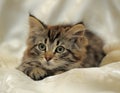 Fluffy striped alert kitten on a light background