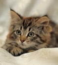 Fluffy striped alert kitten on a light background Royalty Free Stock Photo