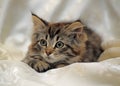 Fluffy striped alert kitten on a light background Royalty Free Stock Photo