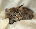 Fluffy striped alert kitten on a light background