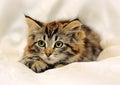 Fluffy striped alert kitten on a light background Royalty Free Stock Photo