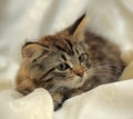 Fluffy striped alert kitten on a light background Royalty Free Stock Photo