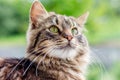 Fluffy striped cat on a blurry background, portrait close-up_