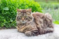 A fluffy striped cat sits at the lawn with grass_