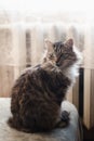 A fluffy striped cat with white breasts sits on a sofa in the backlight from the window and looks away