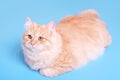 Fluffy striped ginger cat lies on blue background, side view.