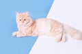 Fluffy striped ginger cat lies on blue and white background, side view