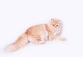 Fluffy striped ginger cat lies on white background, side view.