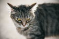 A fluffy striped stray cat with bright eyes and an evil expression of the muzzle Royalty Free Stock Photo