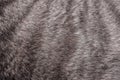 fluffy stripped grey tabby cat fur for texture background Royalty Free Stock Photo