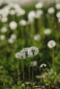 Fluffy Summer flowers Dandelions on the Field Green Blurred Background Royalty Free Stock Photo