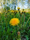 Fluffy sunny dandelion on spring meadow