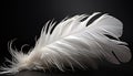 Fluffy swan wing, elegant curve, symbol of freedom generated by AI Royalty Free Stock Photo