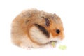 Fluffy Syrian hamster eating broccoli cabbage