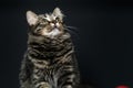 fluffy tabby cat on a black background. Green eyes squint, arrogant, impudent cat. Royalty Free Stock Photo