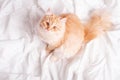 Fluffy tabby ginger cat sitting in bedroom on white sheets, top view. Royalty Free Stock Photo